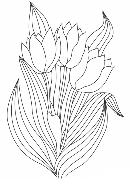 عکس نقاشی ساده از گل لاله