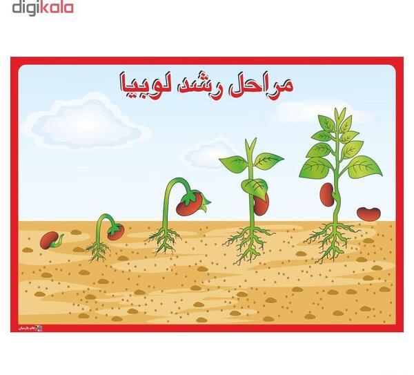 عکس نقاشی ساده مراحل رشد لوبیا