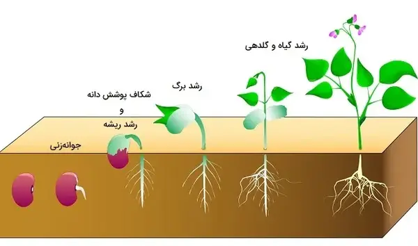 عکس نقاشی ساده مراحل رشد لوبیا