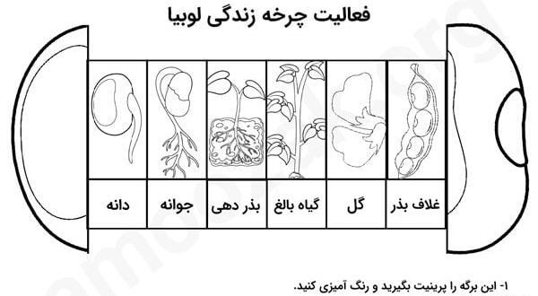 عکس نقاشی ساده مراحل رشد لوبیا