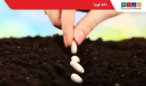 عکس نقاشی ساده مراحل رشد لوبیا