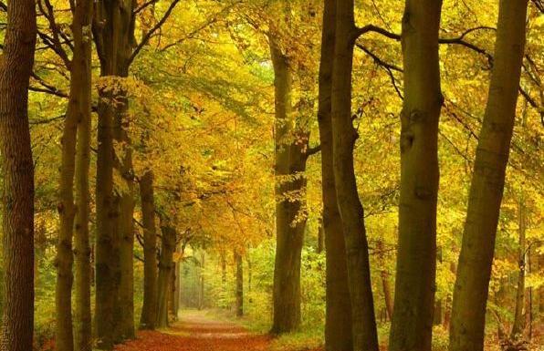 عکس ویلای جنگلی در شمال