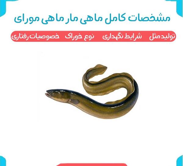 عکس نقاشی ساده مارماهی