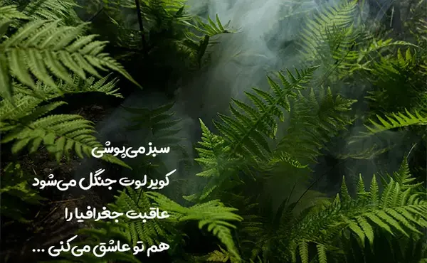 عکس کلبه در جنگل بارانی
