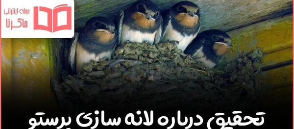 عکس نقاشی ساده لانه گنجشک
