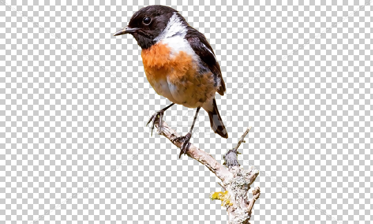 عکس نقاشی ساده گنجشک روی درخت