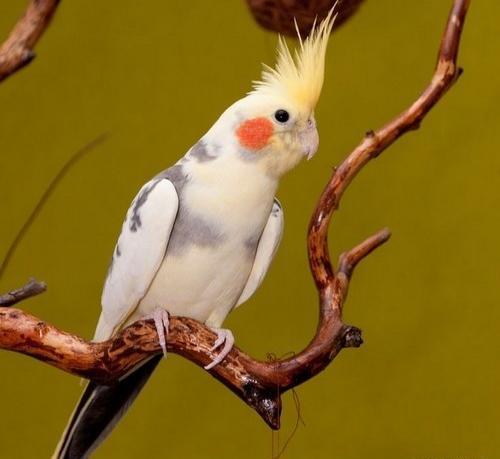 عکس عروس هلندی رنگین کمانی