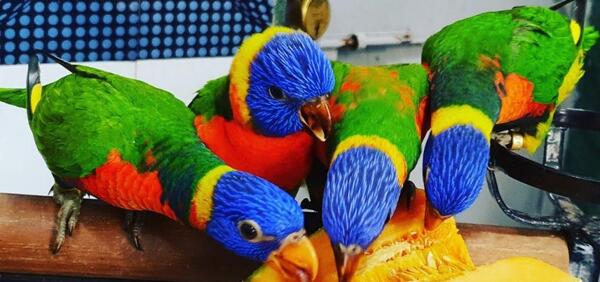 عکس عروس هلندی رنگین کمانی