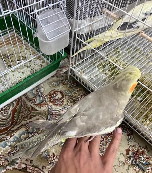 عکس عروس هلندی رنگین کمانی
