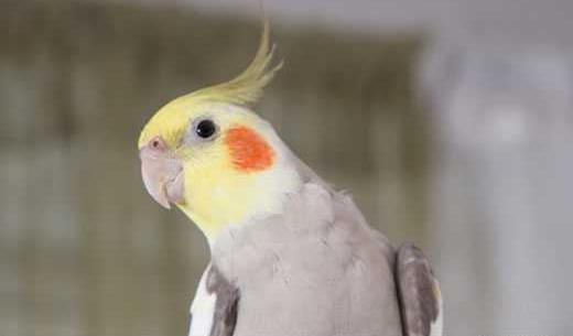 عکس عروس هلندی رنگین کمانی