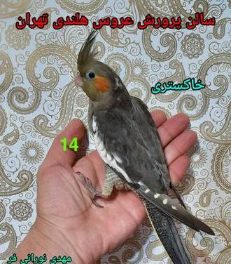 عکس جوجه عروس هلندی