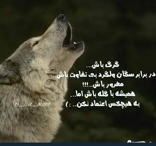 سنگین لاتی عکس نوشته گرگ