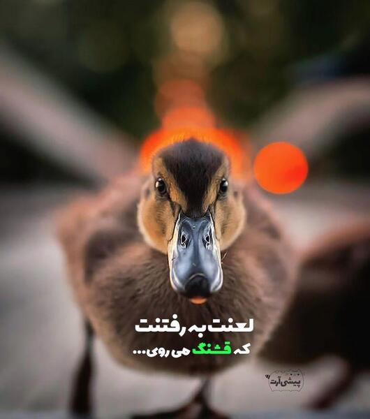 عکس نوشته برای رفتنت زود بود