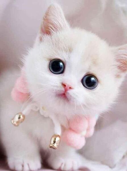 دخترونه عکس نوشته گربه عاشقانه