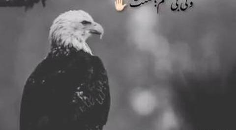 سنگین پرمعنی عکس نوشته عقاب برای پروفایل