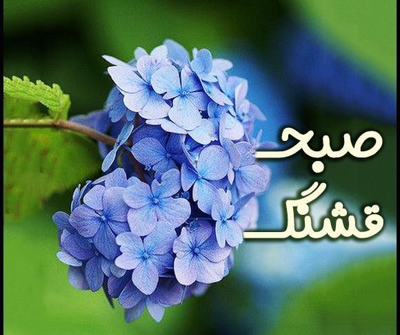 عکس گل نوشته صبح بخیر