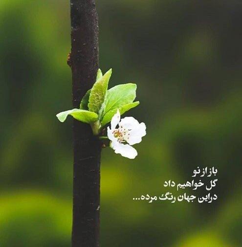 عکس نوشته های عربی زیبا