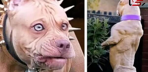 عکس نقاشی صورت سگ پیت بول