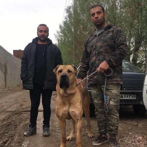 عکس نقاشی صورت سگ سرابی