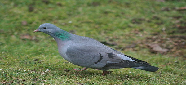 عکس پرنده ی کوکو