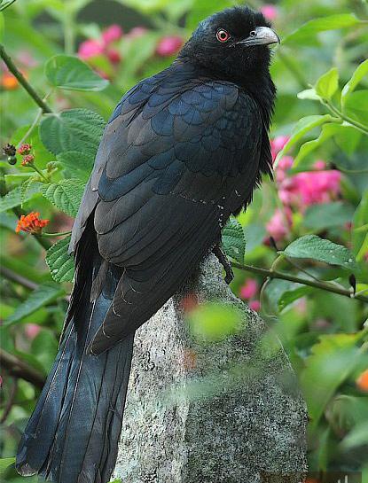 عکس پرنده ی کوکو