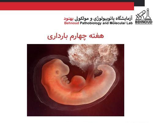 عکس جنین دو ماهه سقط شده