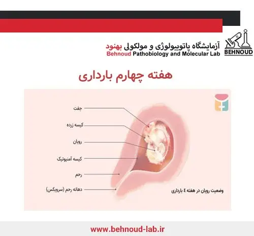 عکس سقط جنین در ماه اول