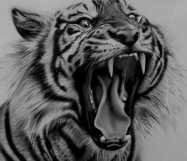 عکس نقاشی صورت ببر وحشی