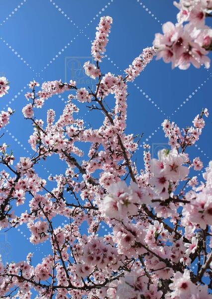عکس نوشته مثل شاخه های گیلاس