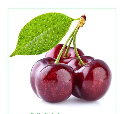 عکس نوشته مثل شاخه های گیلاس