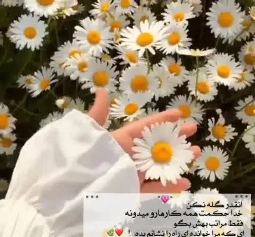 عکس نوشته ای که مرا خوانده ای راه نشانم بده