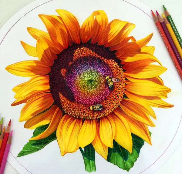 عکس نقاشی با مداد رنگی از گل