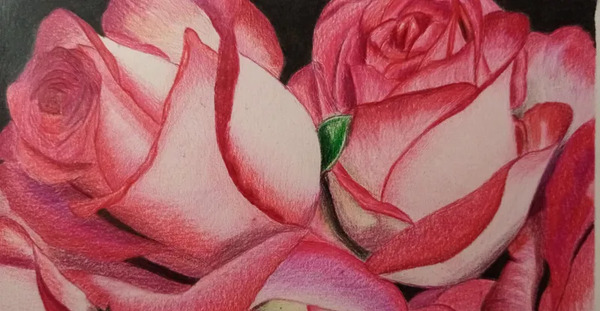 عکس نقاشی با مداد رنگی از گل