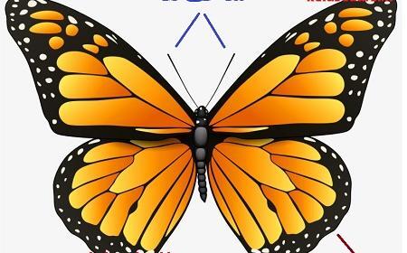 عکس نقاشی پروانه برای کلاس اول
