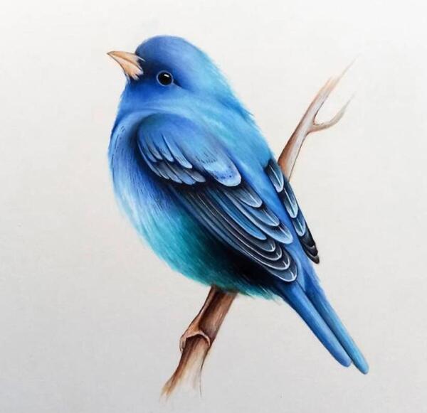 عکس نقاشی پرنده زیبا