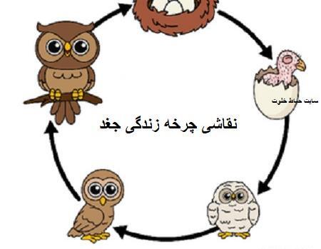 عکس نقاشی جغد برای کلاس دوم