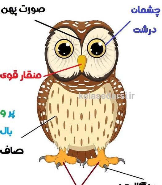 عکس نقاشی جغد برای کلاس اول