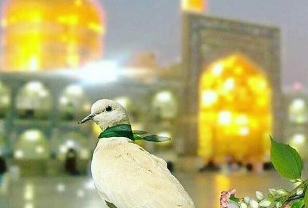 عکس نقاشی حرم امام رضا با کبوتر