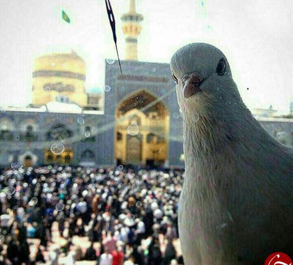عکس نقاشی حرم امام رضا با کبوتر
