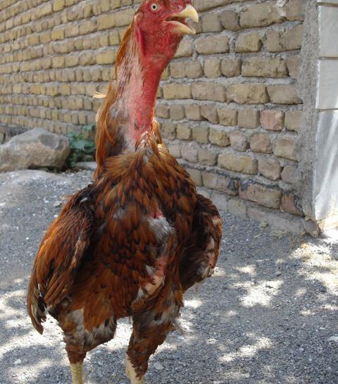 عکس نقاشی خروس لاری