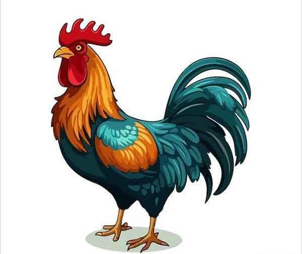 عکس نقاشی خروس لاری