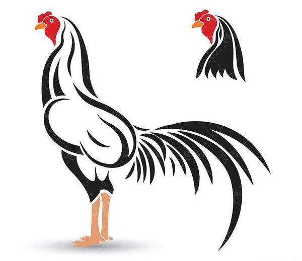 عکس نقاشی خروس لاری