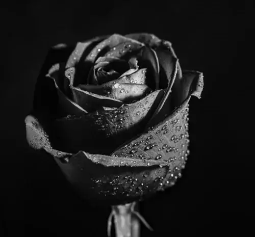 عکس گل با نوشته غمگین