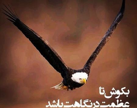 عکس نوشته با تصویر عقاب