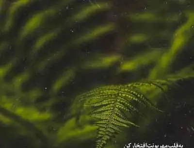عکس نوشته دوباره دل هوای با تو بودن کرده