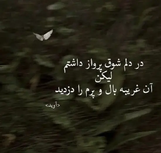 عکس کبوتر با نوشته برای پروفایل