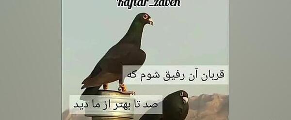 عکس کبوتر با نوشته برای پروفایل