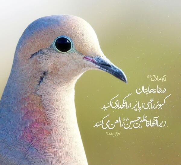 عکس کبوتر با نوشته برای پروفایل