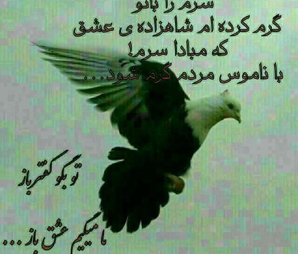 عکس کبوتر با نوشته برای پروفایل