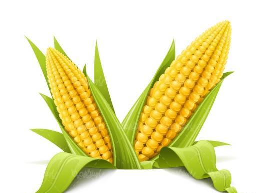 عکس نقاشی ذرت برای پیش دبستانی